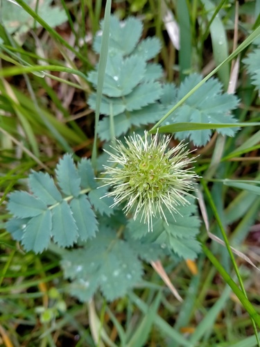 Acaena minor (Acaena minor)