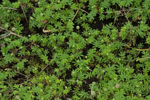 Acaena minor (Acaena minor)