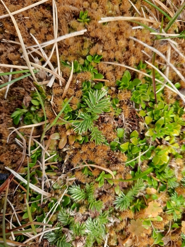 Acaena minor (Acaena minor)