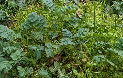 Acaena minor: Acaena minor, in the Subantarctic Plant House at Royal Hobart Botanic Gardens