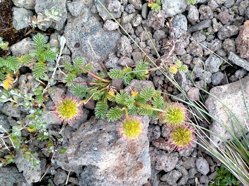 Acaena minor (Acaena minor)