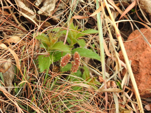 Acalypha angustata (Acalypha angustata)