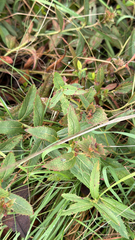 Acalypha angustata (Acalypha angustata)
