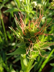 Acalypha angustata (Acalypha angustata)