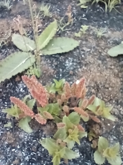 Acalypha angustata (Acalypha angustata)