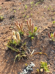 Acalypha angustata (Acalypha angustata)