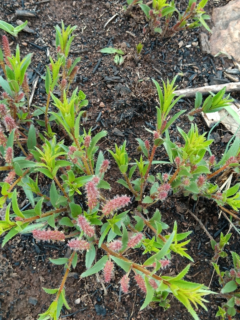 Acalypha angustata (Acalypha angustata)