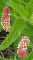 Acalypha angustata (Acalypha angustata)