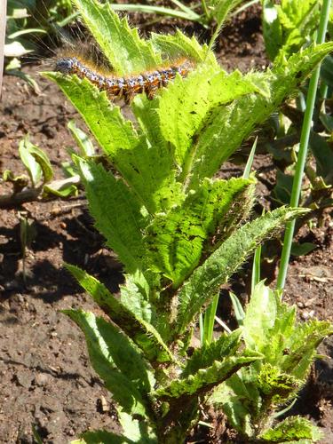 Acalypha angustata (Acalypha angustata)