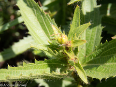 Acalypha angustata (Acalypha angustata)