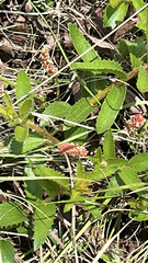 Acalypha angustata (Acalypha angustata)