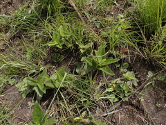 Acalypha angustata (Acalypha angustata)