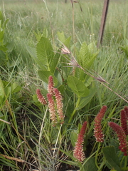 Acalypha angustata (Acalypha angustata)