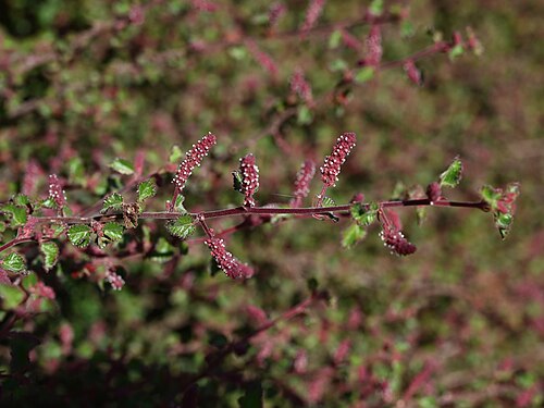 California copperleaf: Acalypha californica in the Santa Barbara Botanic Garden, California