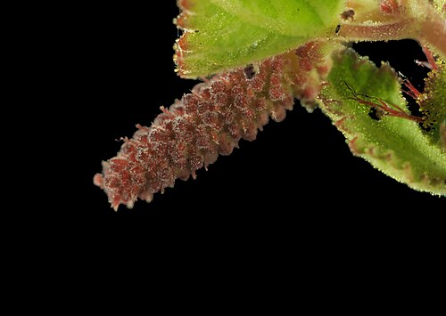 California copperleaf: Acalypha californica—California copperleaf. An euphorb found in San Diego County and Baja California, including islands on both sides of the peninsula. The stam