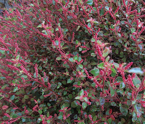 California copperleaf: Acalypha californica—California copperleaf. Included in this album to provide some perspective of the whole plant. The reddish color comes about because the pla