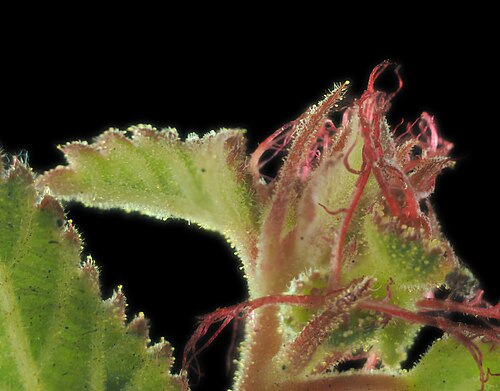 California copperleaf: Acalypha californica—California copperleaf. An euphorb found in San Diego County and Baja California, including islands on both sides of the peninsula. No stami