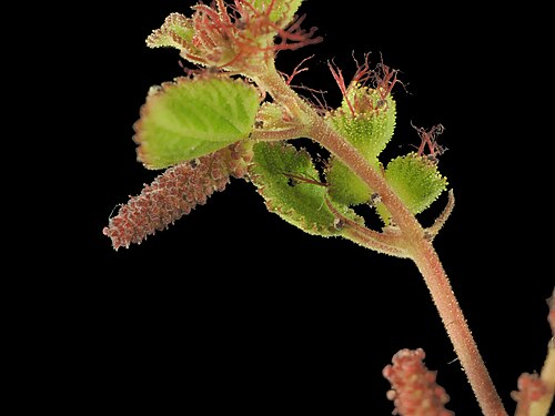 California copperleaf: Acalypha californica—California copperleaf. An euphorb found in San Diego County and Baja California, including islands on both sides of the peninsula. The stam