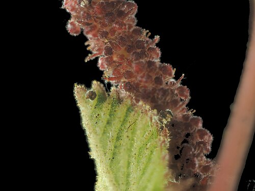 California copperleaf: Acalypha californica—California copperleaf. An euphorb found in San Diego County and Baja California, including islands on both sides of the peninsula. The stam