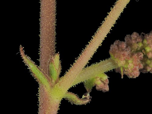 California copperleaf: Acalypha californica—California copperleaf. An euphorb found in San Diego County and Baja California, including islands on both sides of the peninsula. The stam