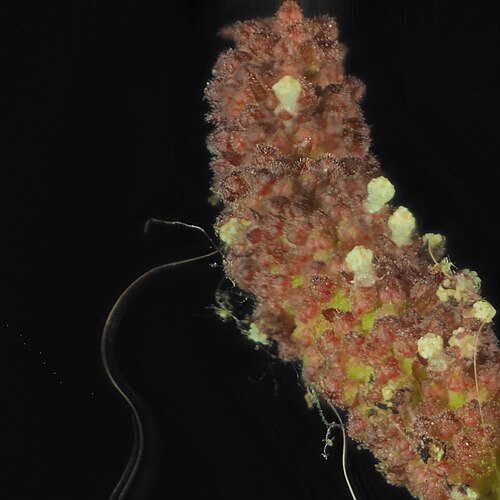 California copperleaf: Acalypha californica—California copperleaf. An euphorb found in San Diego County and Baja California, including islands on both sides of the peninsula. The stam