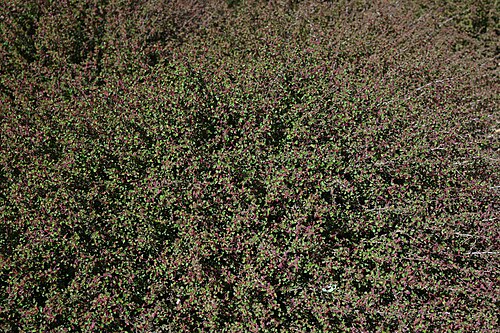 California copperleaf: Acalypha californica in the Santa Barbara Botanic Garden, California