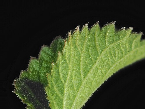 California copperleaf: Acalypha californica—California copperleaf. An euphorb found in San Diego County and Baja California, including islands on both sides of the peninsula. The stam