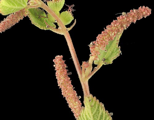 California copperleaf: Acalypha californica—California copperleaf. An euphorb found in San Diego County and Baja California, including islands on both sides of the peninsula. The stam