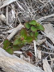 Acalypha chamaedrifolia (Acalypha chamaedrifolia)