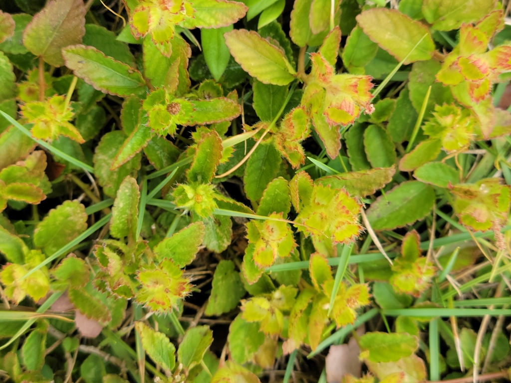 Acalypha chamaedrifolia (Acalypha chamaedrifolia)