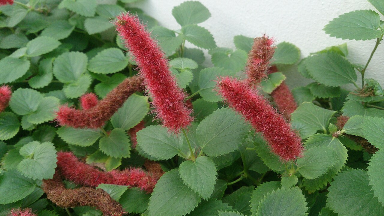 Acalypha chamaedrifolia: Acalypha chamaedrifolia. Synonyms: A. reptans. Common names: Red Cat's Tail. Strawberry Firetail. Dwarf Cat Tail. There is another species: Acalypha hispida (Re