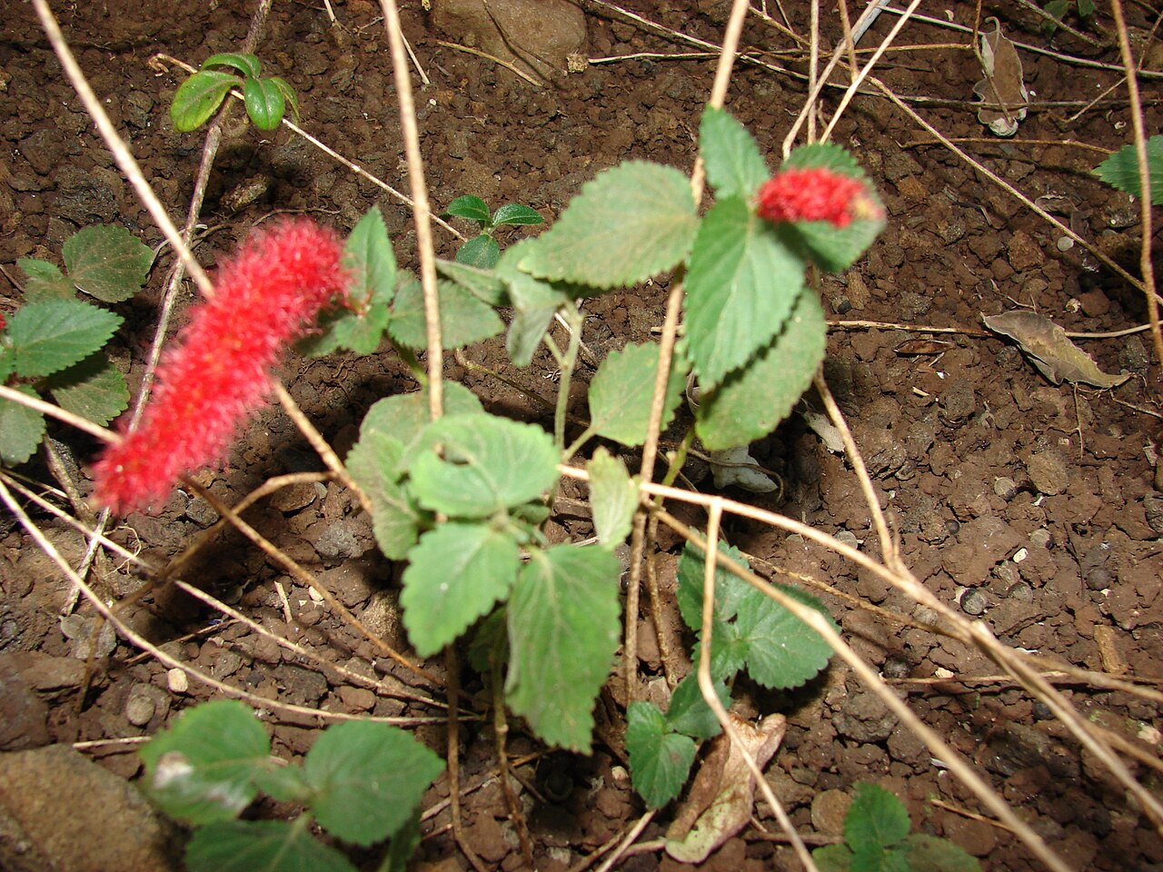 Acalypha chamaedrifolia: Acalypha reptans (flowering habit). Location: Maui, Enchanting Floral Gardens of Kula