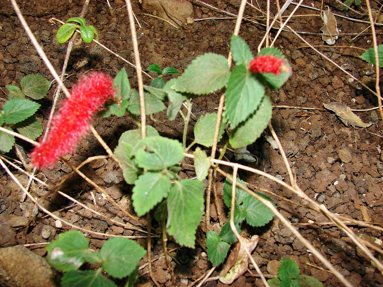 Acalypha chamaedrifolia: Cat tail (Acalypha chamaedrifolia - synonym : Acalypha reptans) : flowering habit