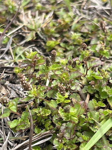 Acalypha chamaedrifolia (Acalypha chamaedrifolia)