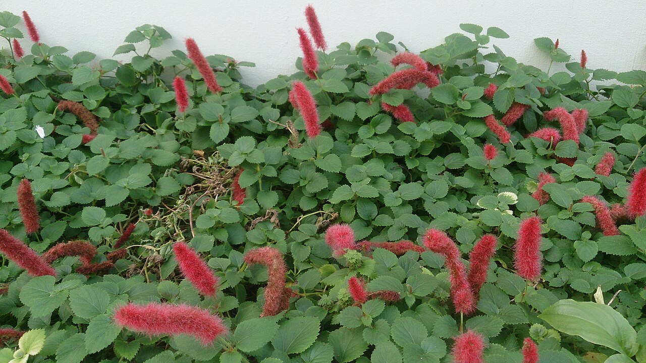Acalypha chamaedrifolia: Acalypha chamaedrifolia. Synonyms: A. reptans. Common names: Red Cat's Tail. Strawberry Firetail. Dwarf Cat Tail. There is another species: Acalypha hispida (Re