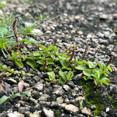 Acalypha chamaedrifolia (Acalypha chamaedrifolia)