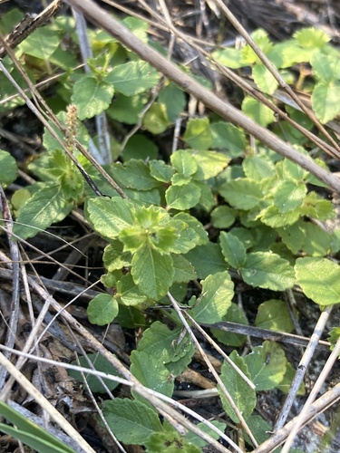 Acalypha chamaedrifolia (Acalypha chamaedrifolia)