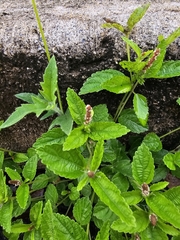 Acalypha chamaedrifolia (Acalypha chamaedrifolia)