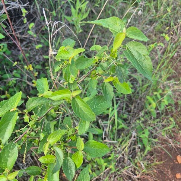 Acalypha crenata (Acalypha crenata)