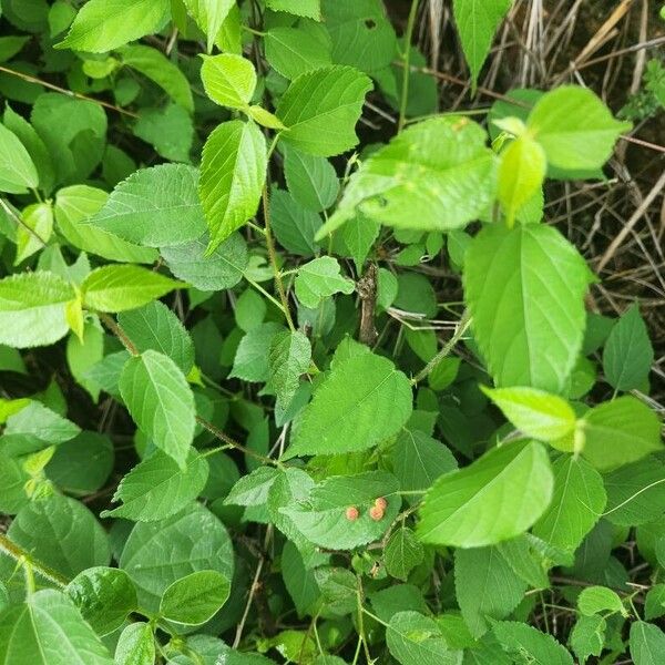 Acalypha crenata (Acalypha crenata)
