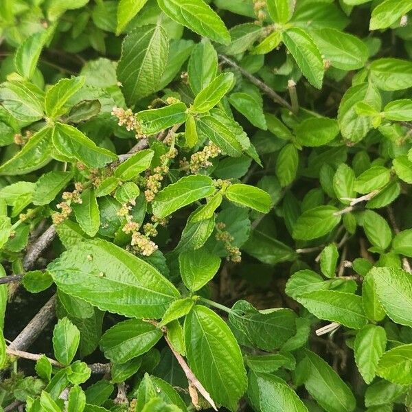 Acalypha crenata (Acalypha crenata)
