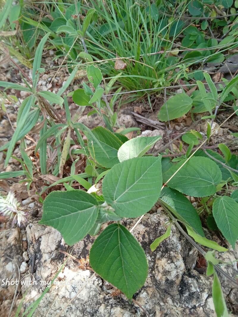 Acalypha crenata (Acalypha crenata)