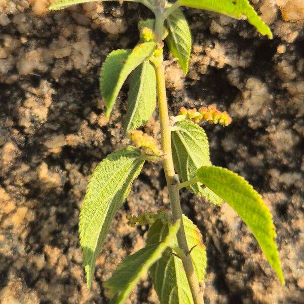 Acalypha crenata (Acalypha crenata)