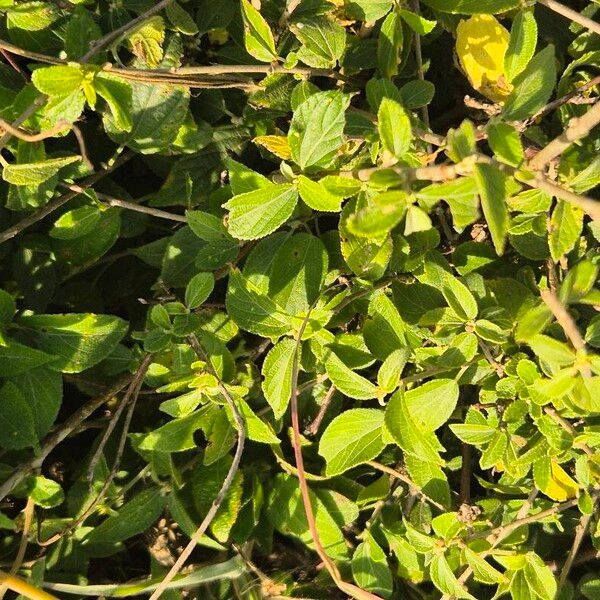 Acalypha crenata (Acalypha crenata)