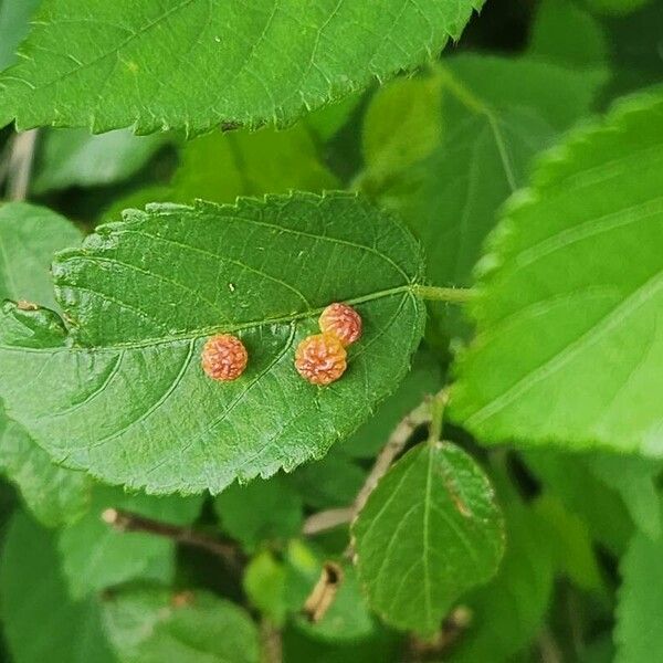 Acalypha crenata (Acalypha crenata)