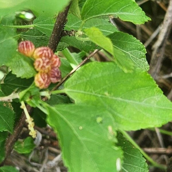 Acalypha crenata (Acalypha crenata)