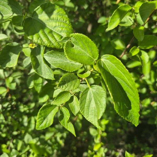 Acalypha crenata (Acalypha crenata)