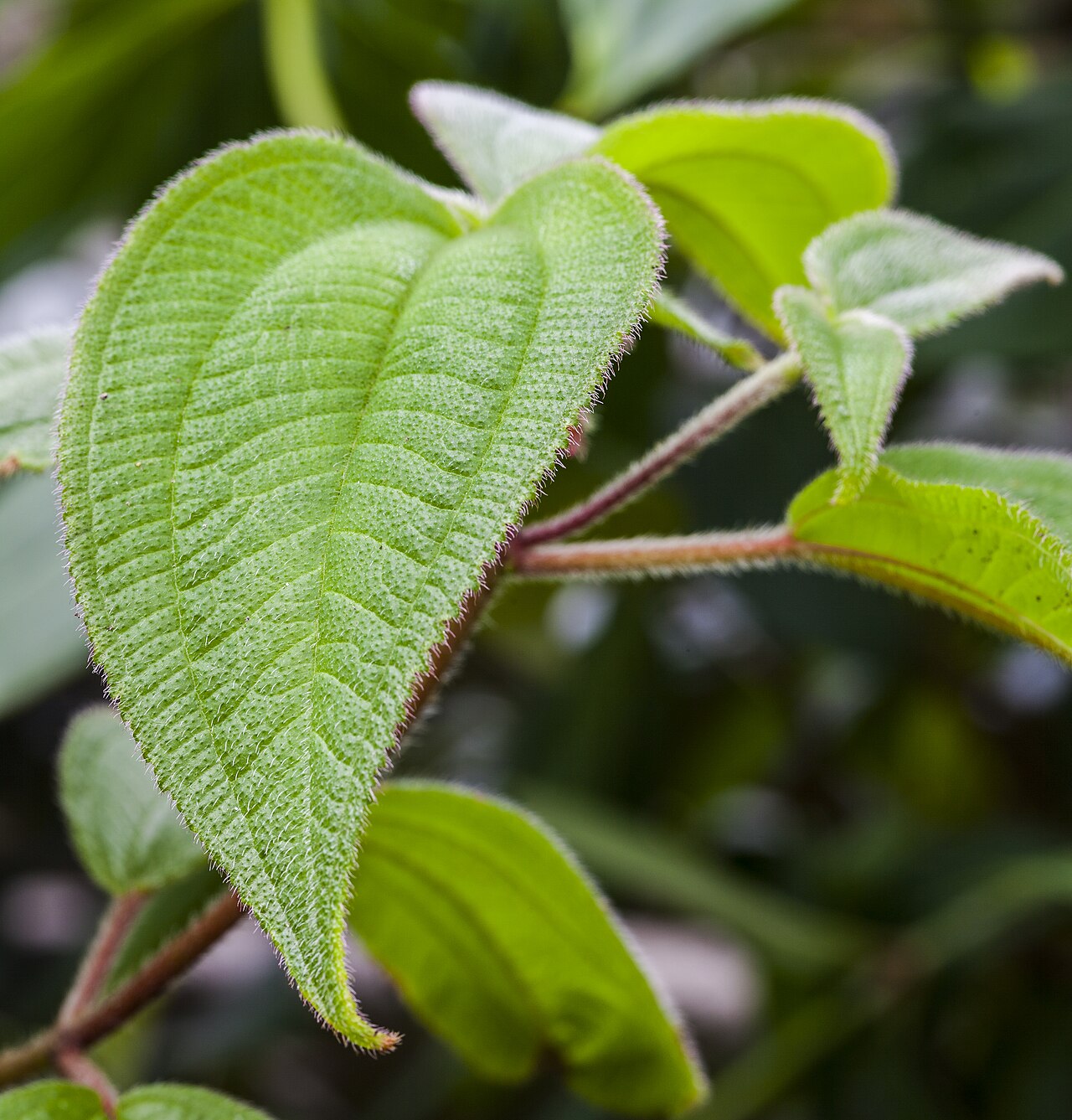 Acalypha cuneata: Acalypha cuneata , Munich Botanical Garden, Germany. This photograph appears to be mislabeled. It is of a plant in the Melastome family, not a Euphorb.
