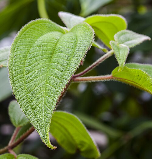 Acalypha cuneata: Acalypha cuneata , Munich Botanical Garden, Germany. This photograph appears to be mislabeled. It is of a plant in the Melastome family, not a Euphorb.