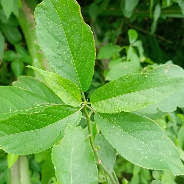 Acalypha emirnensis (Acalypha emirnensis)
